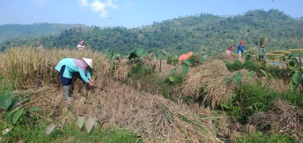 Panen Padi Tengah Tahun di Kabupaten Banjarnegara Capai 66.950,71 Ton